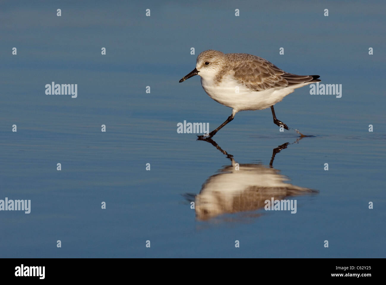SANDERLING Calidris alba un adulto in esecuzione attraverso i fondali costieri Lincolnshire, Regno Unito Foto Stock