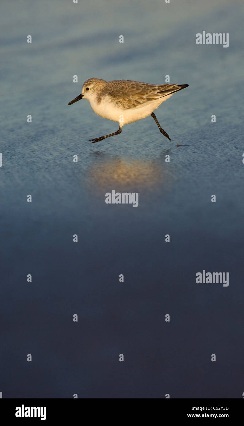 SANDERLING Calidris alba un adulto che corre lungo la linea di marea in golden luce della sera Lincolnshire, Regno Unito Foto Stock