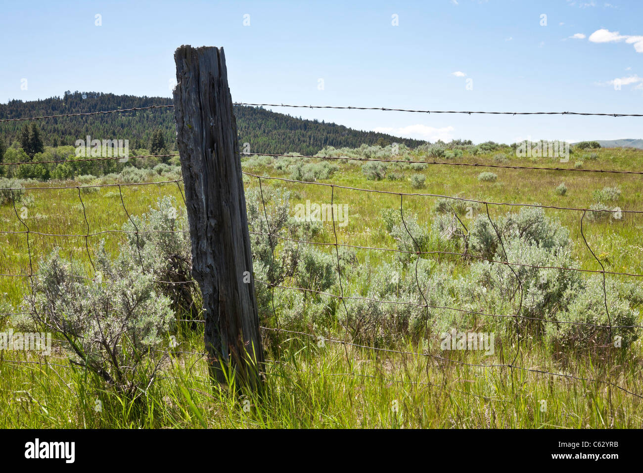 Filo spinato e palo da recinzione, Sagebrush, MT Foto Stock Filo spinato e palo da recinzione, Sagebrush, MT Foto Stock