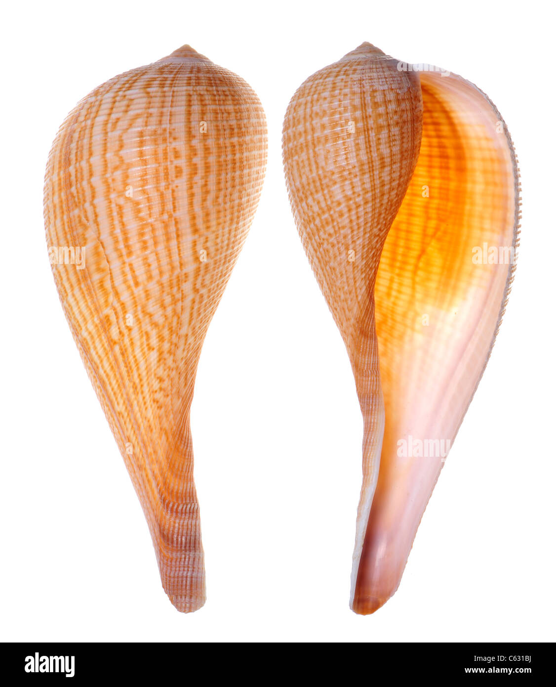 Grazioso Fig shell (Ficus gracilis) 13cm Foto Stock