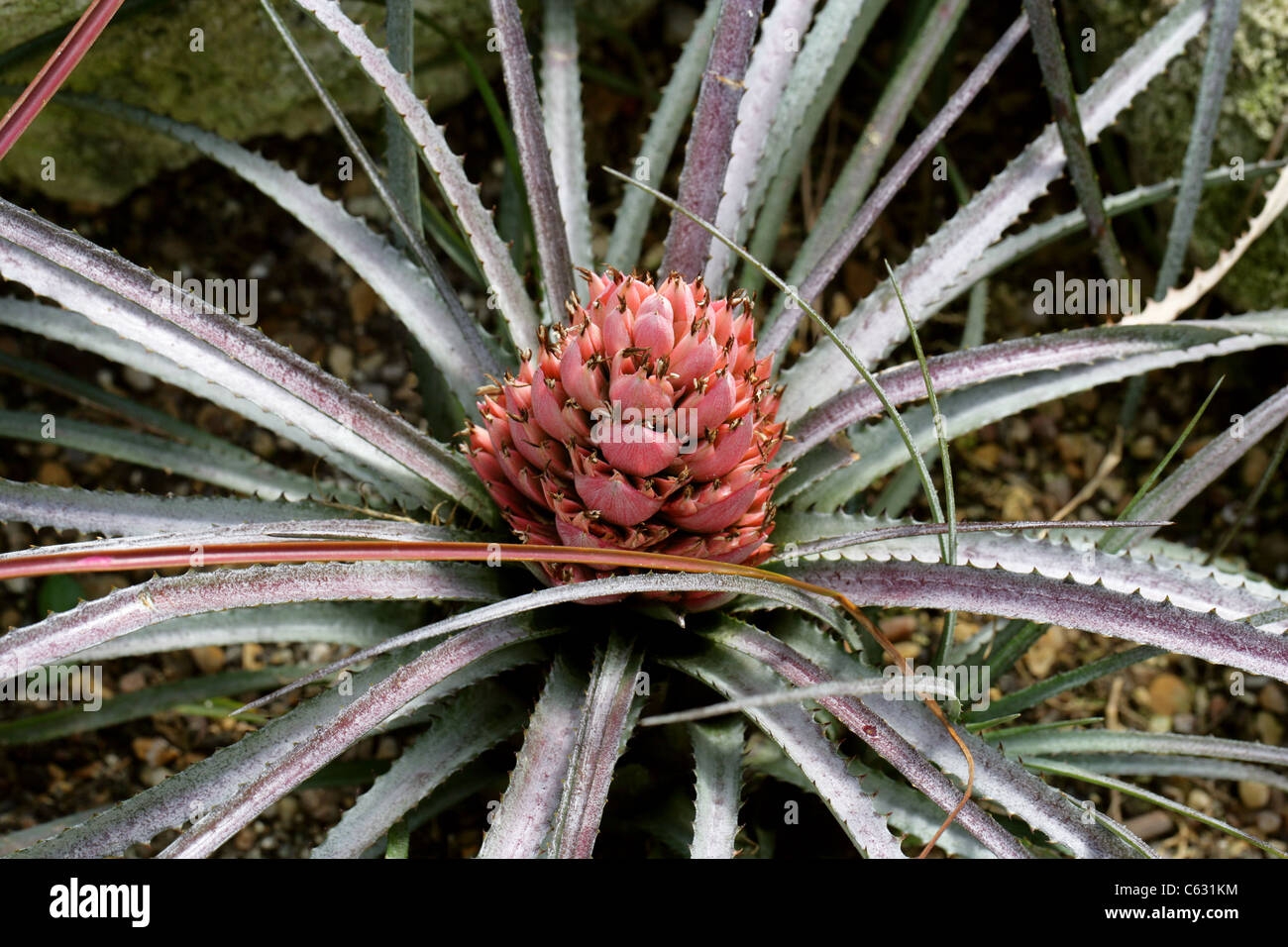 Aechmea longifolia, Bromeliaceae. Bolivia, Colombia e Brasile e Sud America. Foto Stock