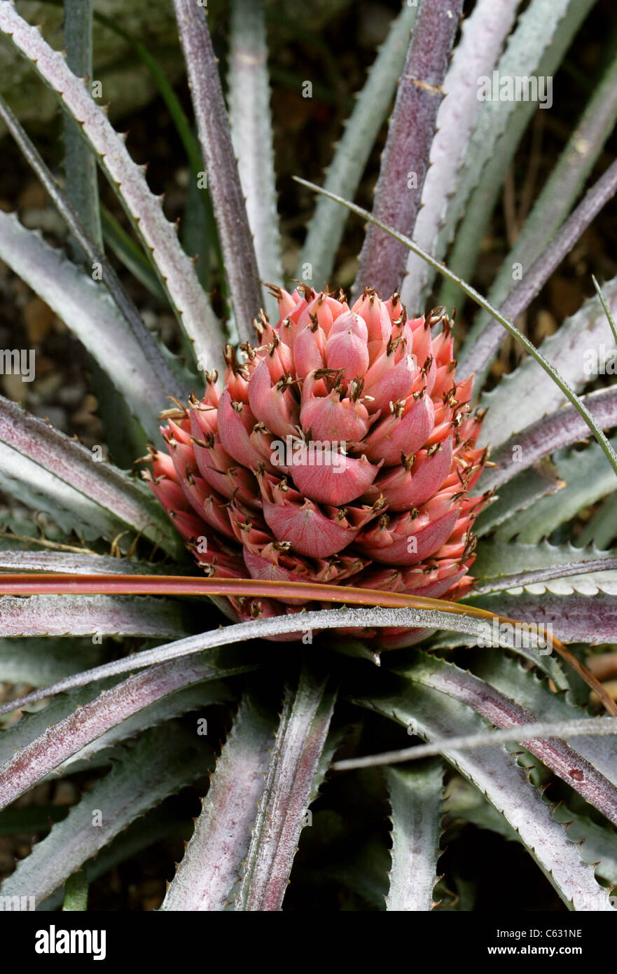 Aechmea longifolia, Bromeliaceae. Bolivia, Colombia e Brasile e Sud America. Foto Stock