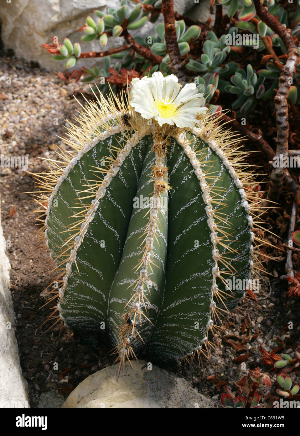 Il vescovo cappuccio del cactus, Astrophytum ornatum, Cactaceae. A nord est del Messico. Foto Stock