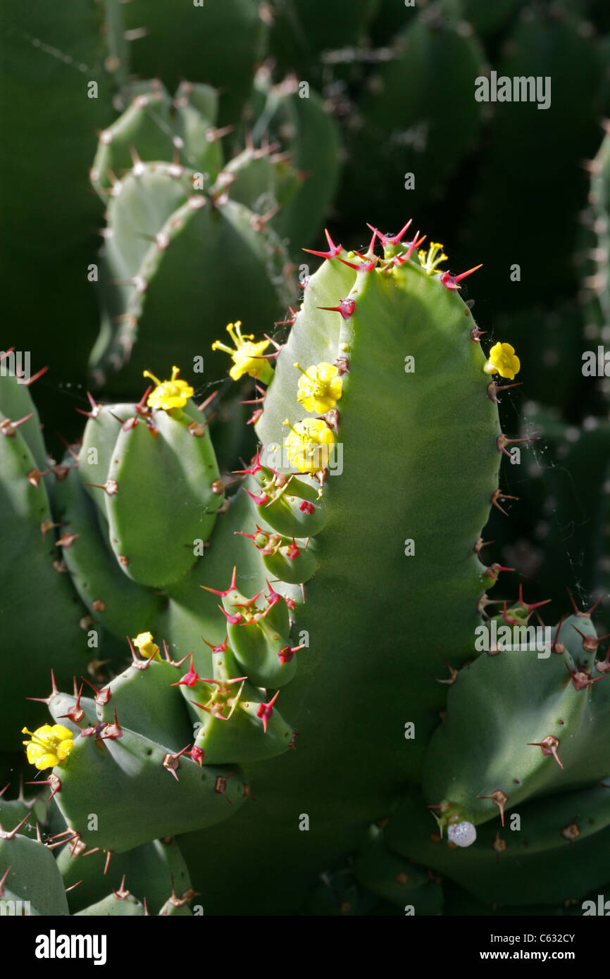 Euphorbia resinifera, Euphorbiaceae, Marocco, Africa del Nord. Foto Stock