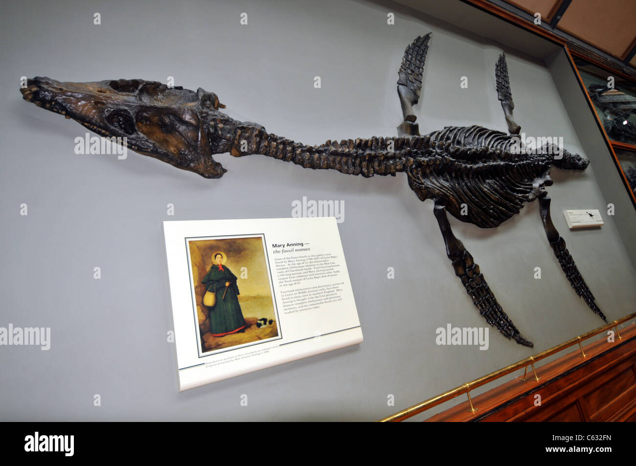 Fossile Pliosaur presso il Museo di Storia Naturale, Kensington, Londra, Gran Bretagna, Regno Unito Foto Stock