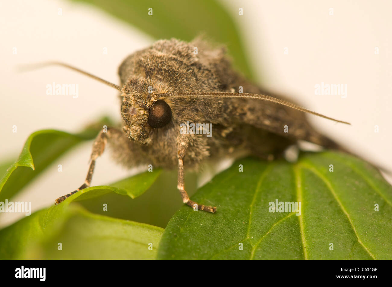 Mamestra brassicae Foto Stock