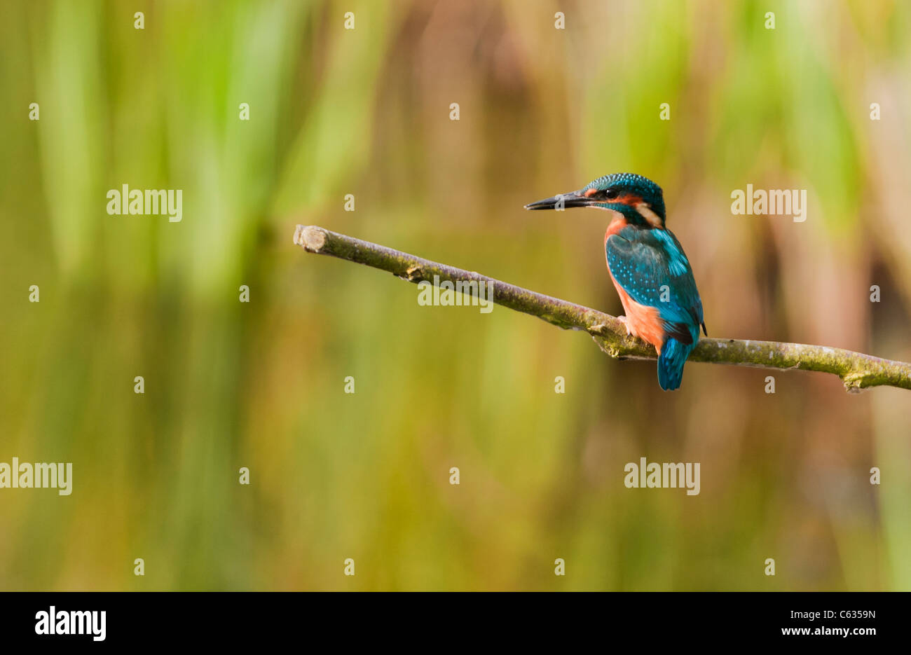 Comune maschio Kingfisher (Alcedo atthis) arroccato Foto Stock