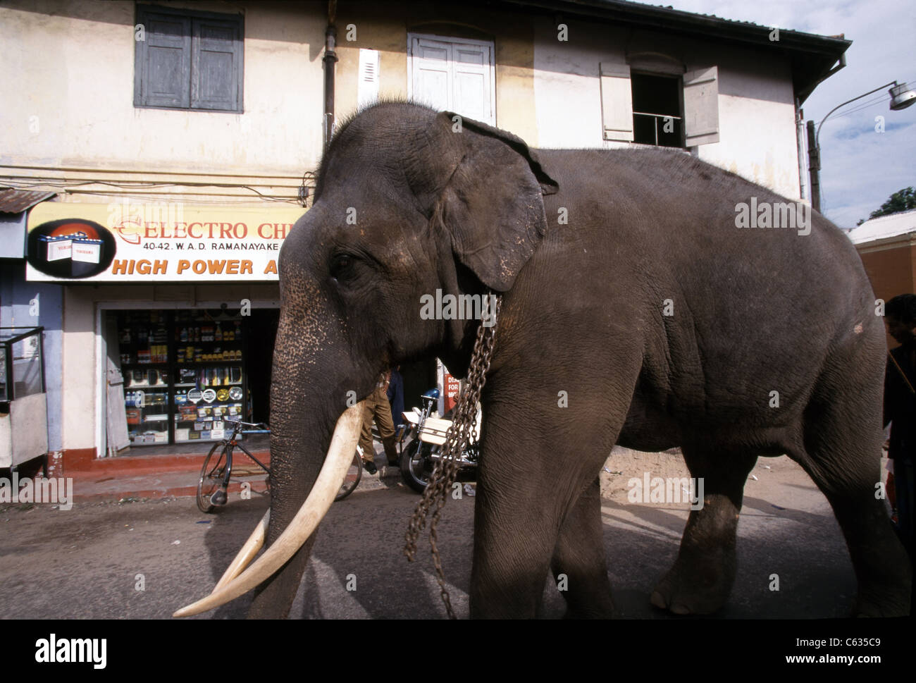 Un elefante cammina giù per una strada in Colombo, Sri Lanka. Foto Stock