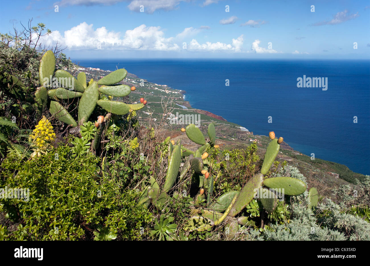 Costa a Bartolo, fichidindia (Opuntia ficus-indica), la palma isole canarie Spagna, Europa Foto Stock