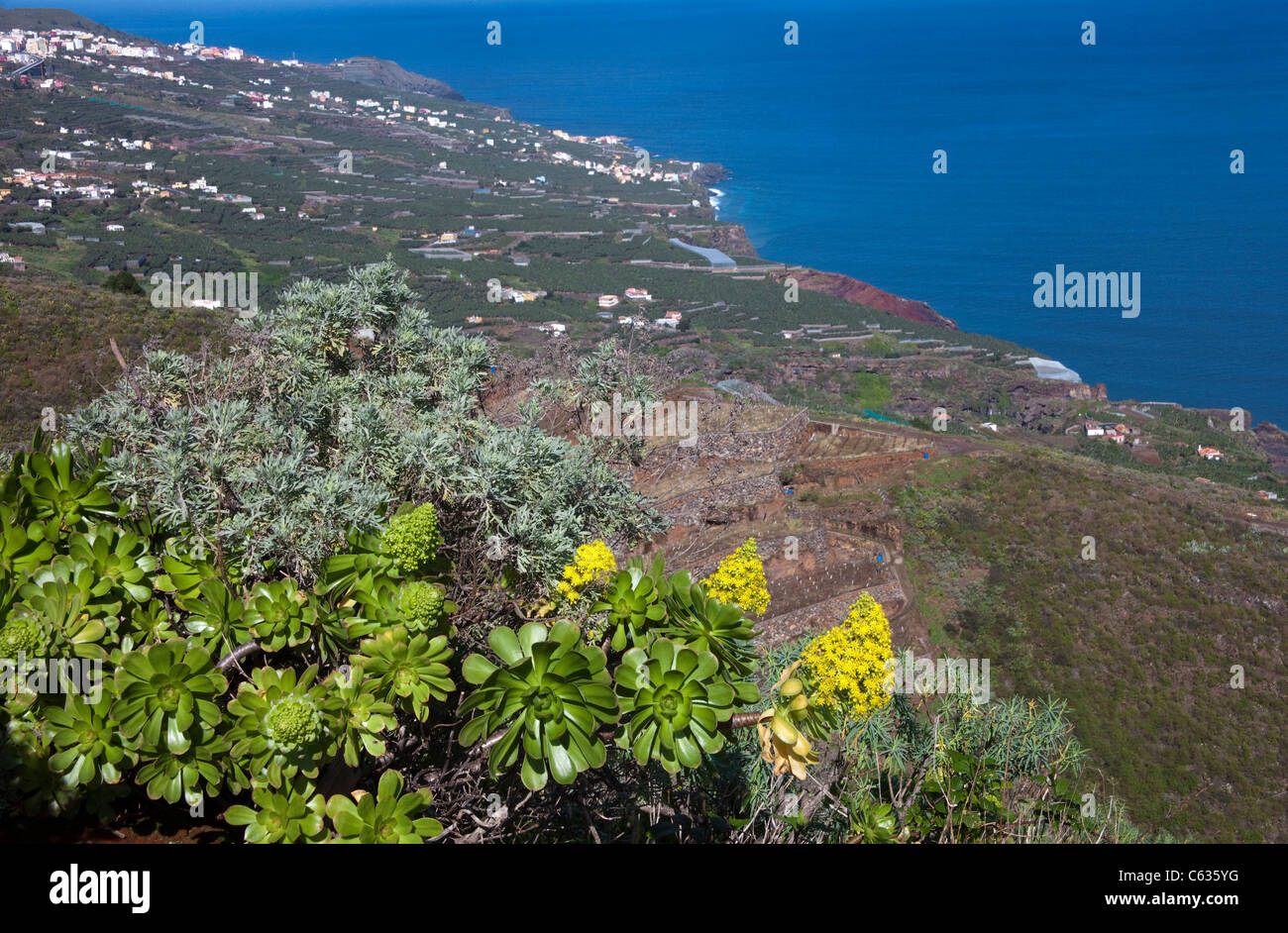 La vegetazione della costa a Bartolo, albero aenium (aeonium arboreum), la palma isole canarie Spagna, Europa Foto Stock