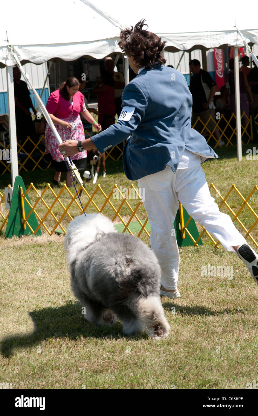 Il gestore che mostra Old English Sheepdog. Foto Stock