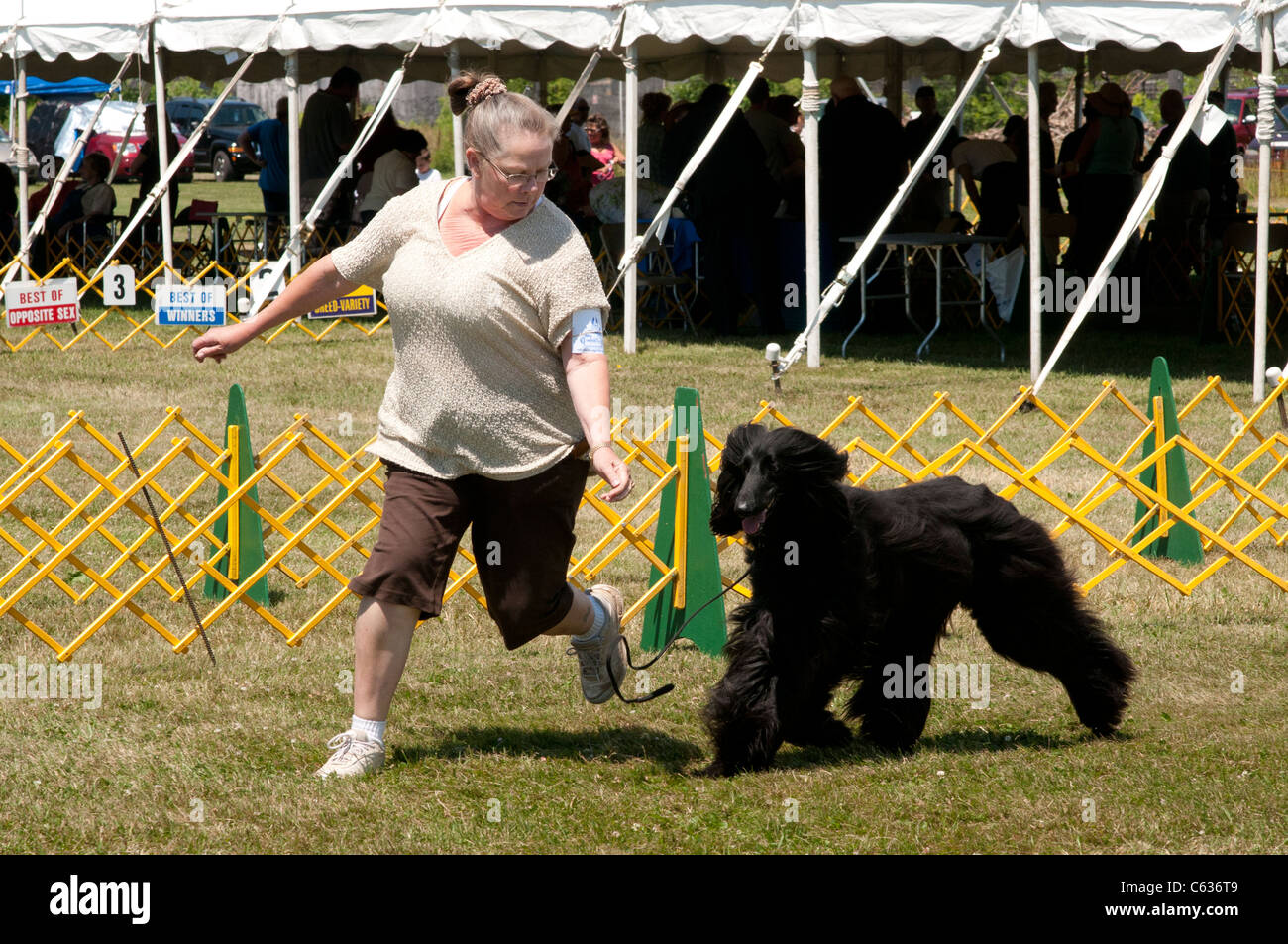 Afghan Hound nel mostrare l'anello. Foto Stock