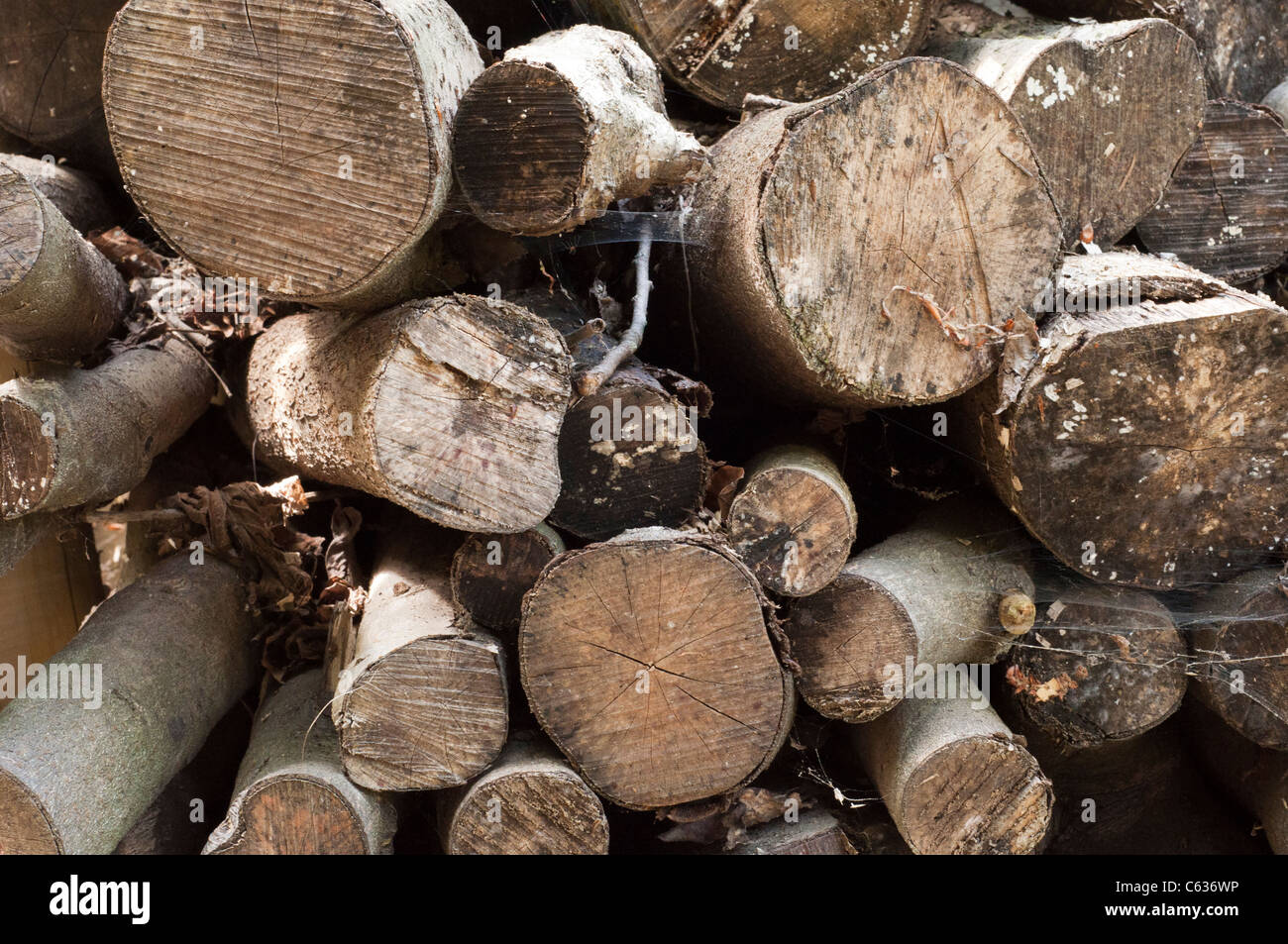Pila di tronchi che mostra le estremità tagliate con alcune ragnatele e segatura Foto Stock