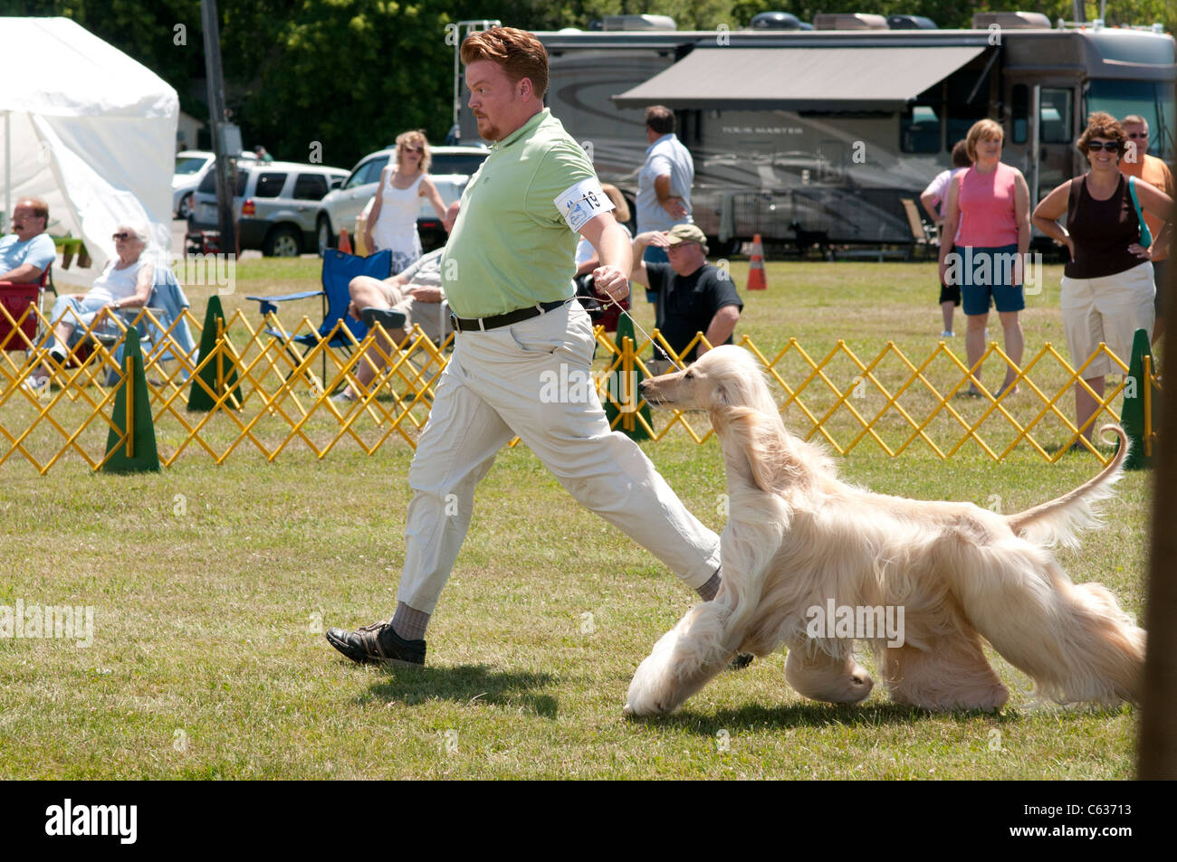Afghan Hound nel mostrare l'anello. Foto Stock