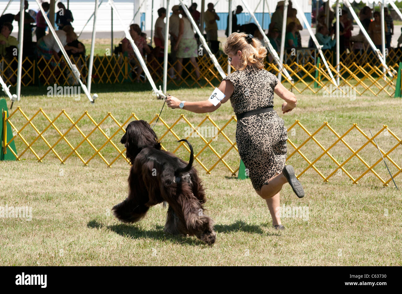 Afghan Hound nel mostrare l'anello. Foto Stock