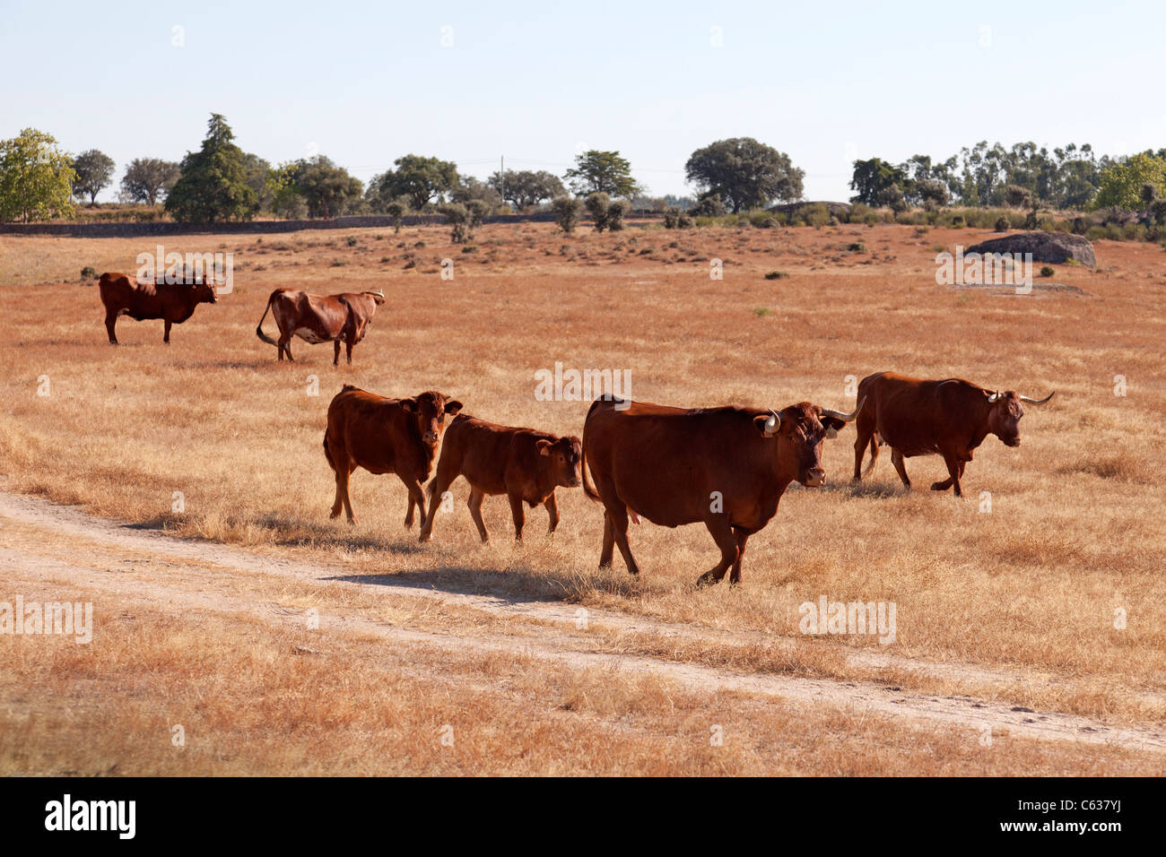 Mucche di razza Alentejana (Raça Alentejana) nella provincia di Alentejo. Distretto di Portalegre, Portogallo. Foto Stock