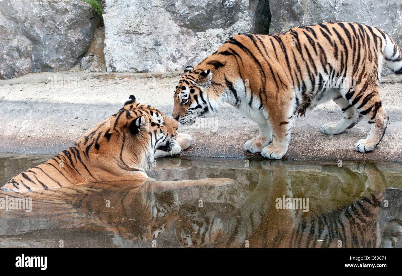 Tigri Amur toccando nasi da piscina Foto Stock