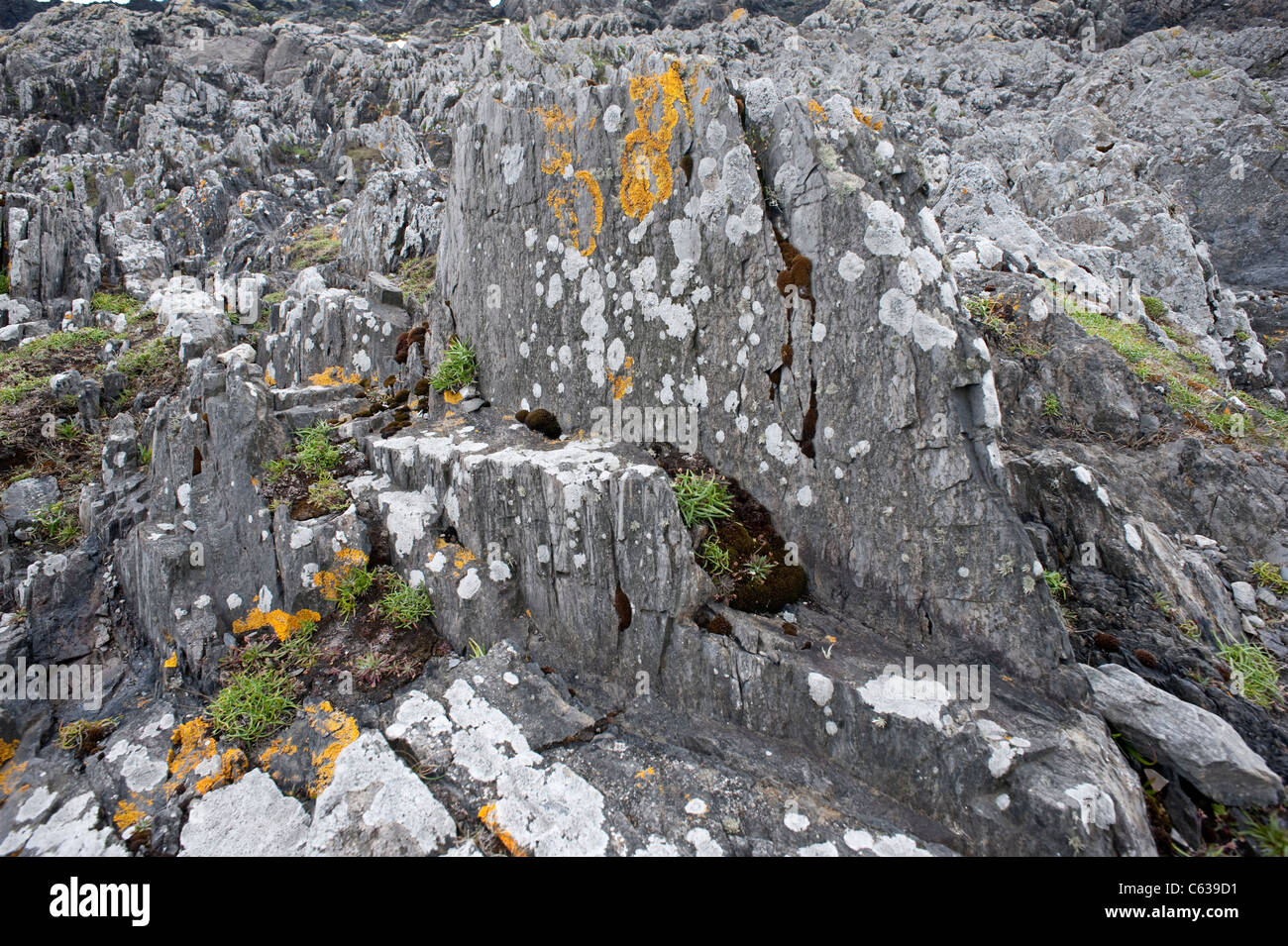 Fair Isle costa meridionale le rocce sono coperte in varietà di licheni Shetland Arcipelago subartiche Scozia UK Europa Foto Stock