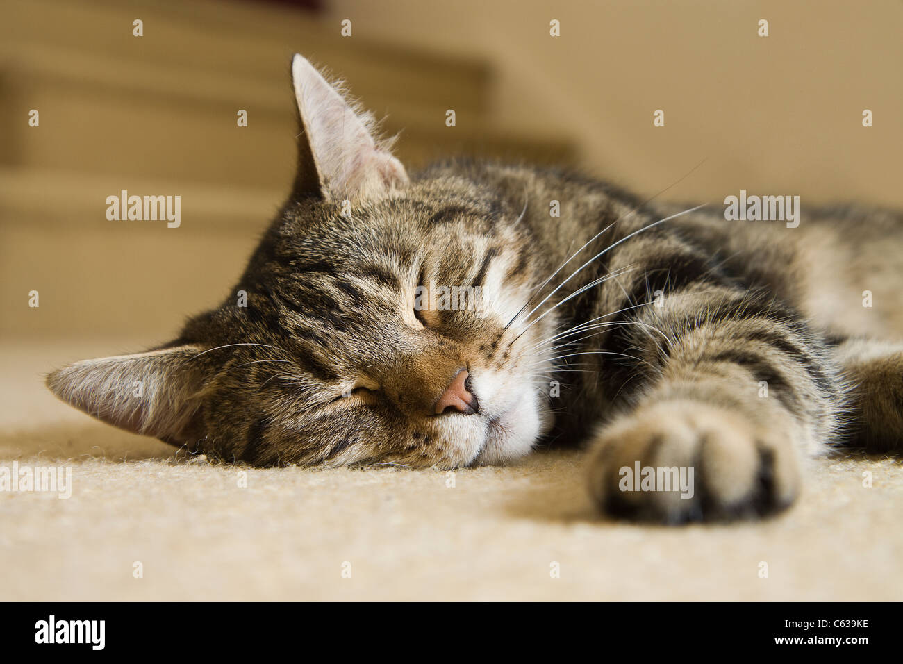 Un tabby cat dormire sul pavimento Foto Stock