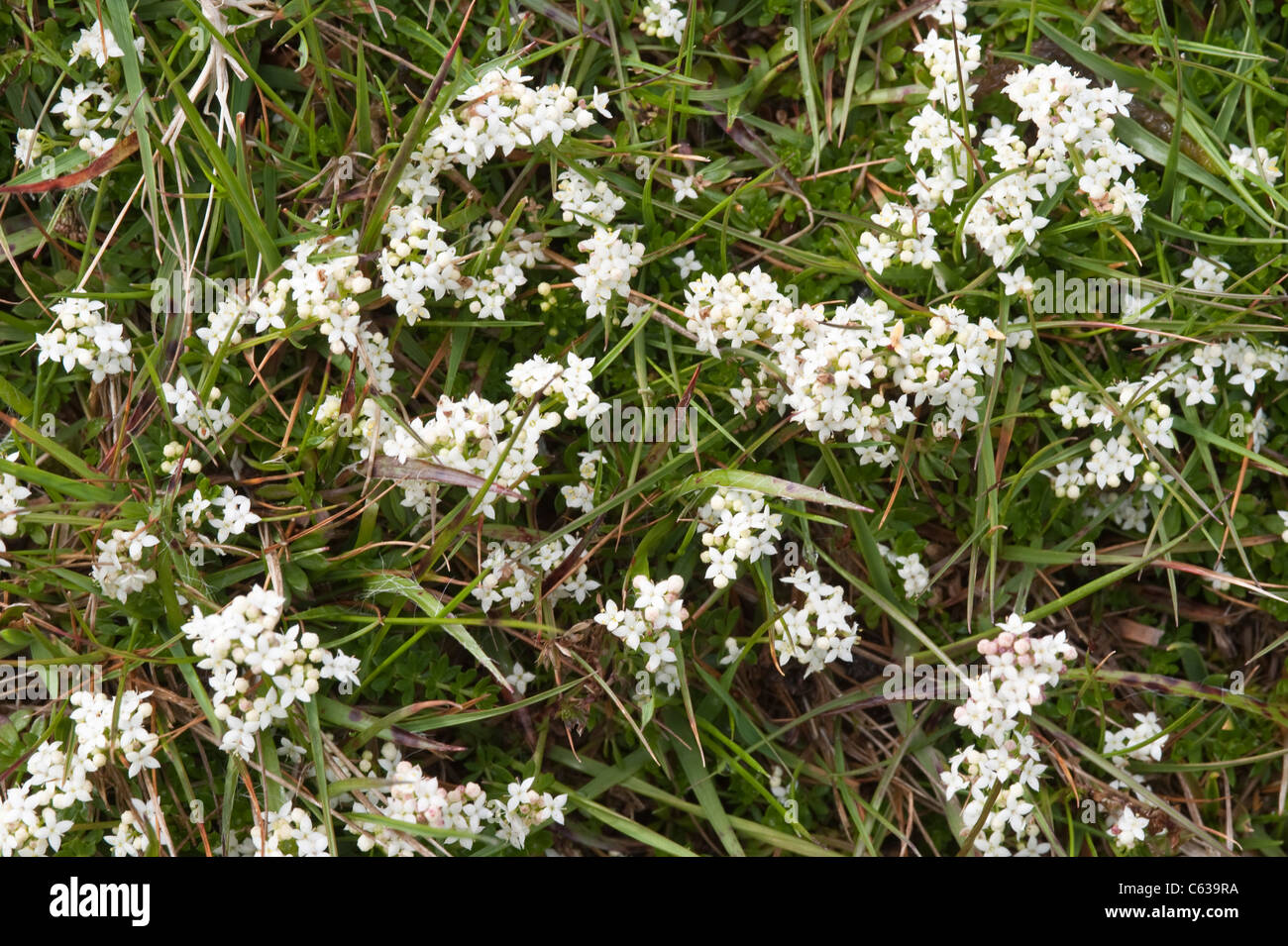 Heath Bedstraw (Galium saxatile) fiori in su pascoli Fair Isle Isole Shetland Arcipelago subartiche Scozia UK Europa Foto Stock