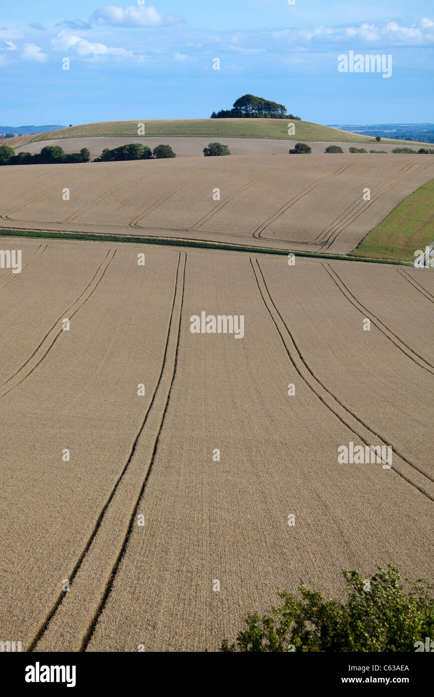 Vista dei campi di grano dal latte Hill nel Wiltshire Foto Stock