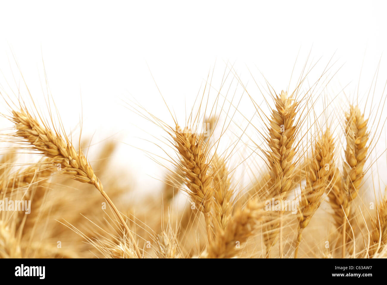 Spighe di grano isolato su bianco. Foto Stock