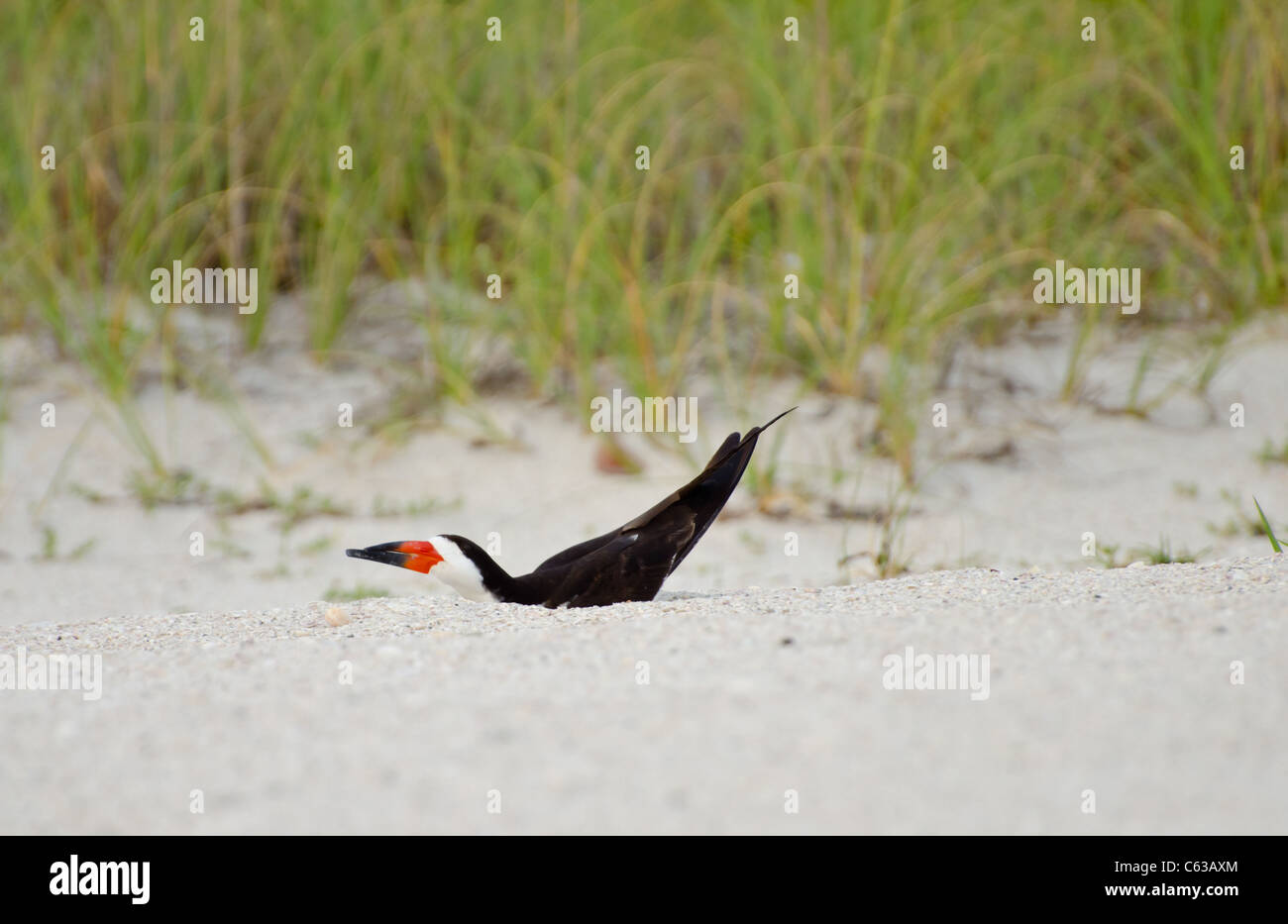 Nero Shorebird skimmer Foto Stock