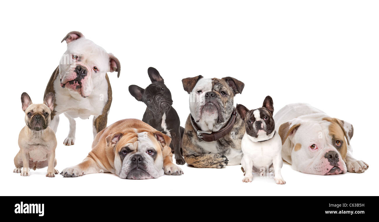 La Bulldog Family.bulldog americano,Bulldog Inglese e bulldog francese Foto Stock