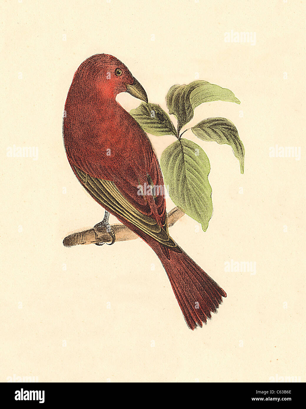 Il Redbird, Estate Tanager o Beebird (Pyranga aestiva, Piranga rubra) vintage litografia bird - James De Kay, Zoologia di New York, NY fauna Uccelli, Foto Stock