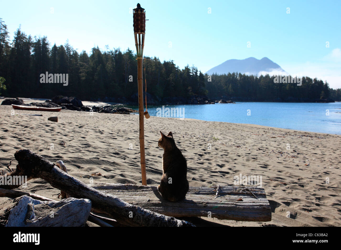 Gatto seduto su un registro su di una spiaggia di sabbia con torcia tiki alberi oceano e montagna Foto Stock