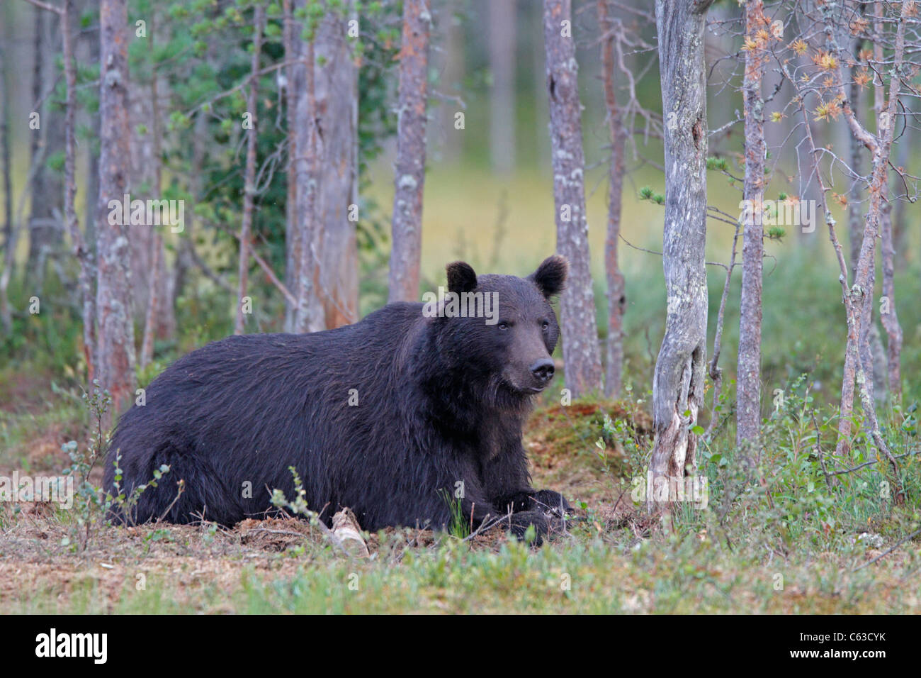 Orso bruno in Finlandia Foto Stock