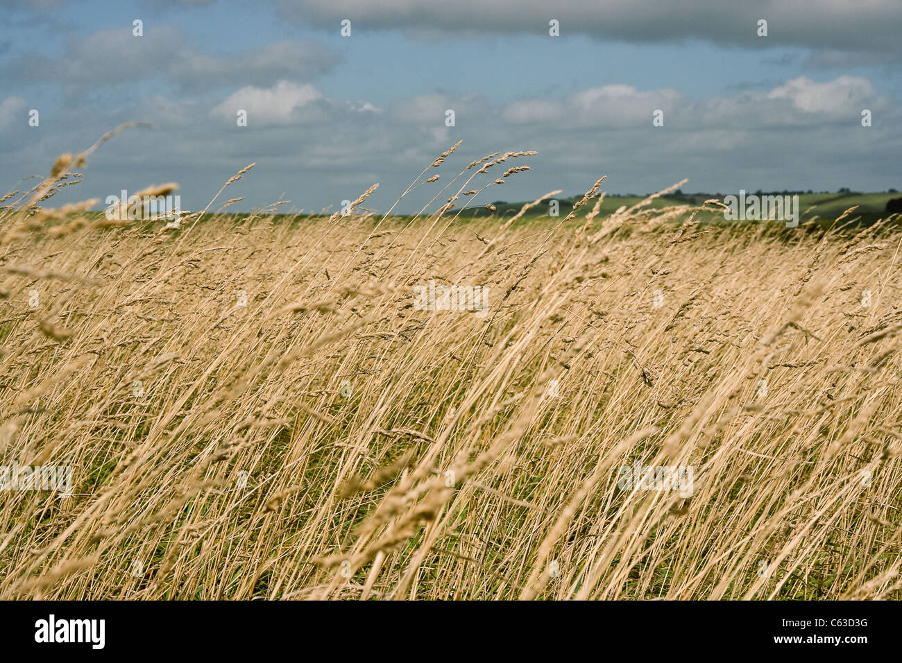Un raccolto di grano in un campo Foto Stock