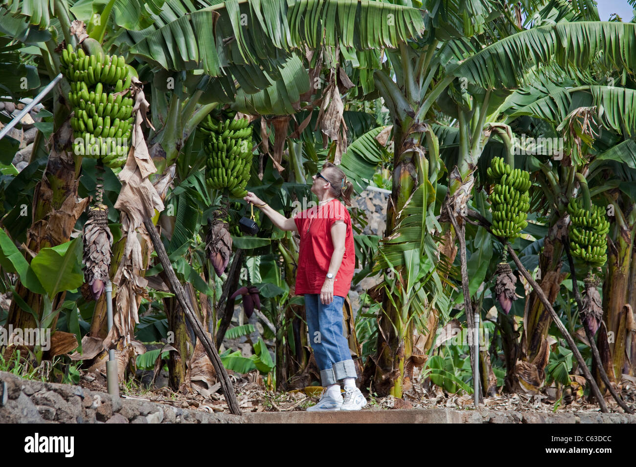 Donna Orologi alberi di banane vicino a Puerto Tazacorte, tazacorte, la palma isole canarie Spagna, Europa Foto Stock
