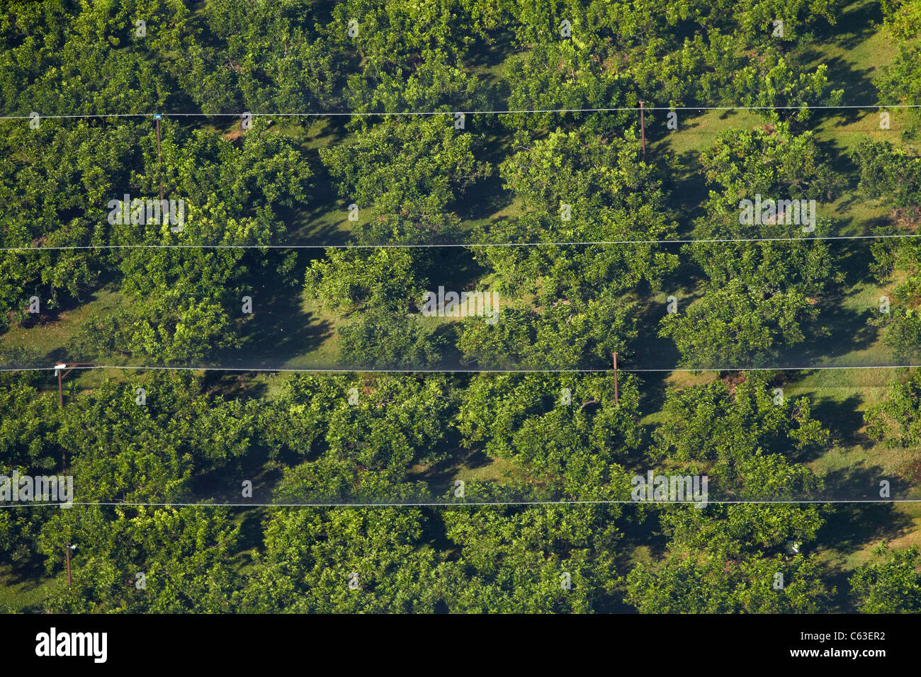 Orchard vicino a Darwin Territorio del Nord, l'Australia - aerial Foto Stock