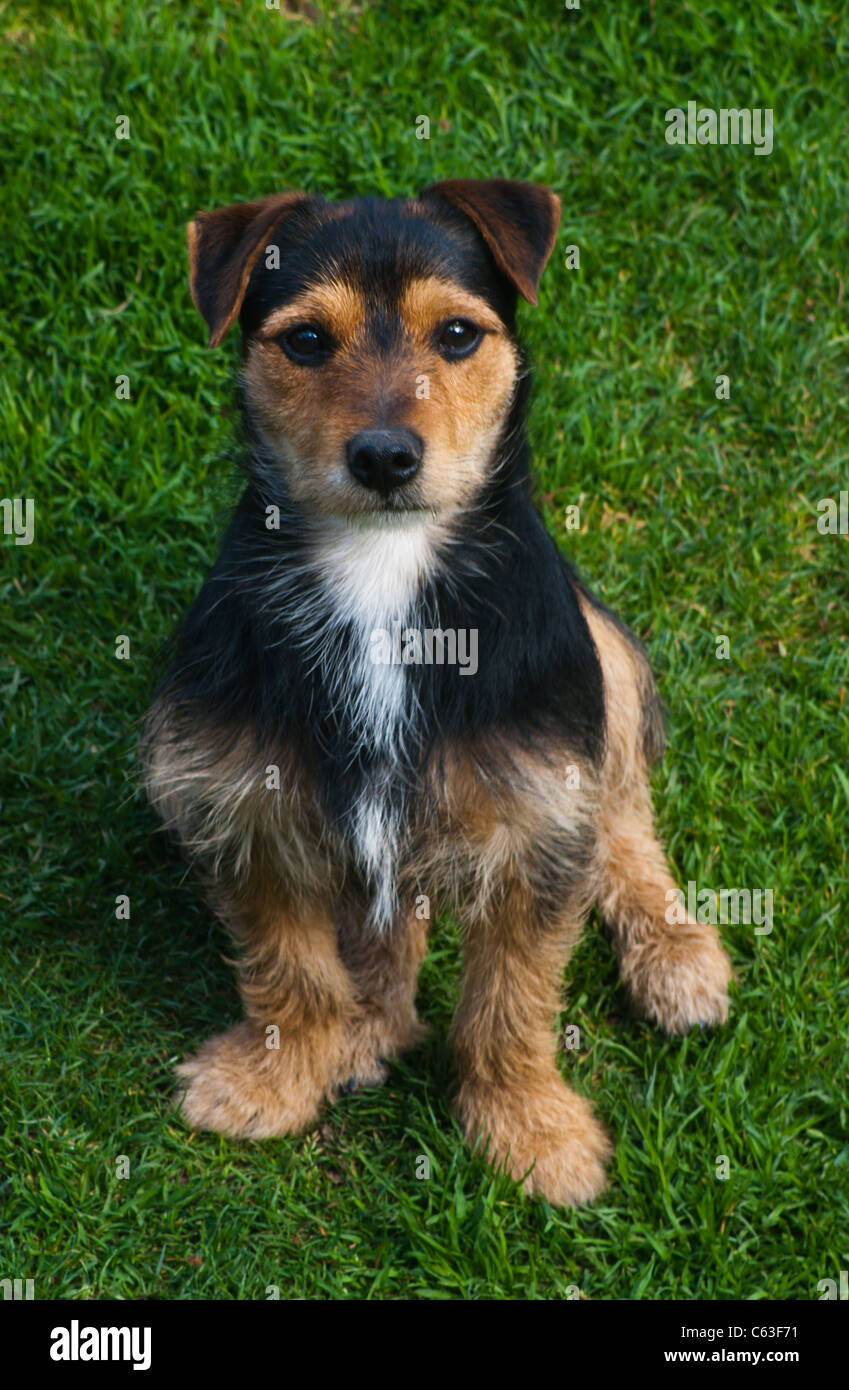 Incrocio Di Yorkshire Terrier Immagini E Fotos Stock Alamy