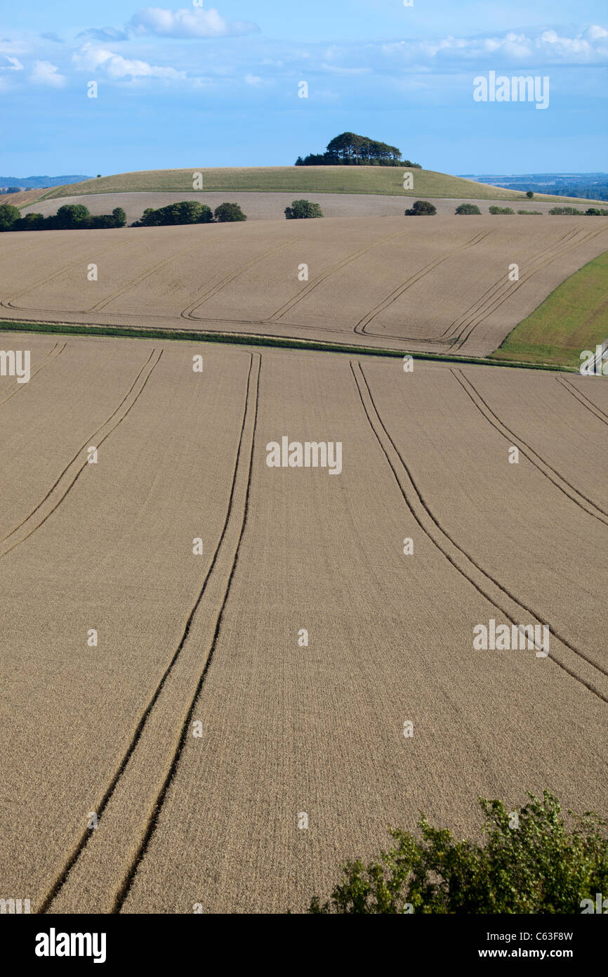 Vista dei campi di grano verso Pewsey dal latte Hill nel Wiltshire Foto Stock