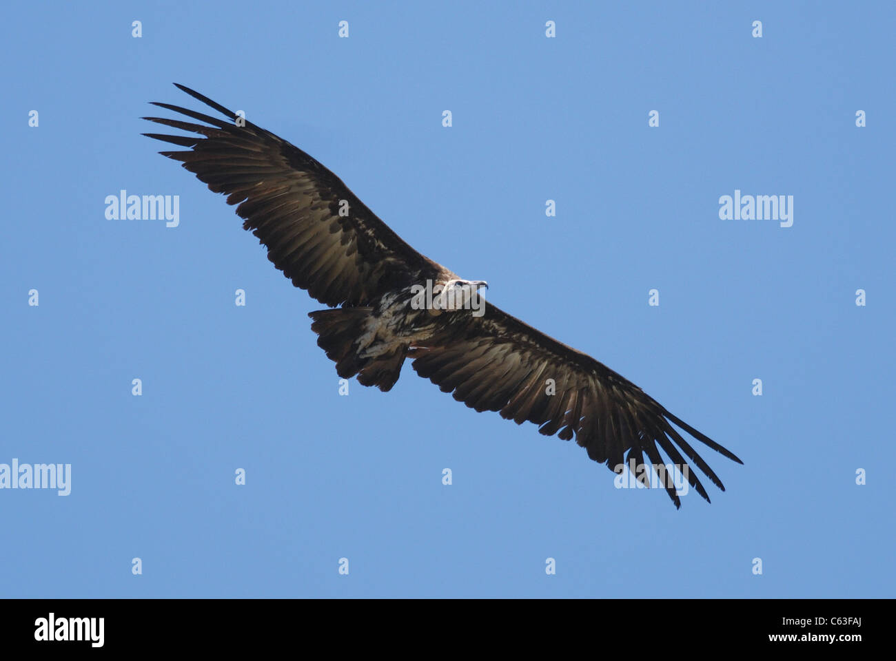 Hooded Vulture (necrosyrtes monachus) battenti, Gambia Foto Stock