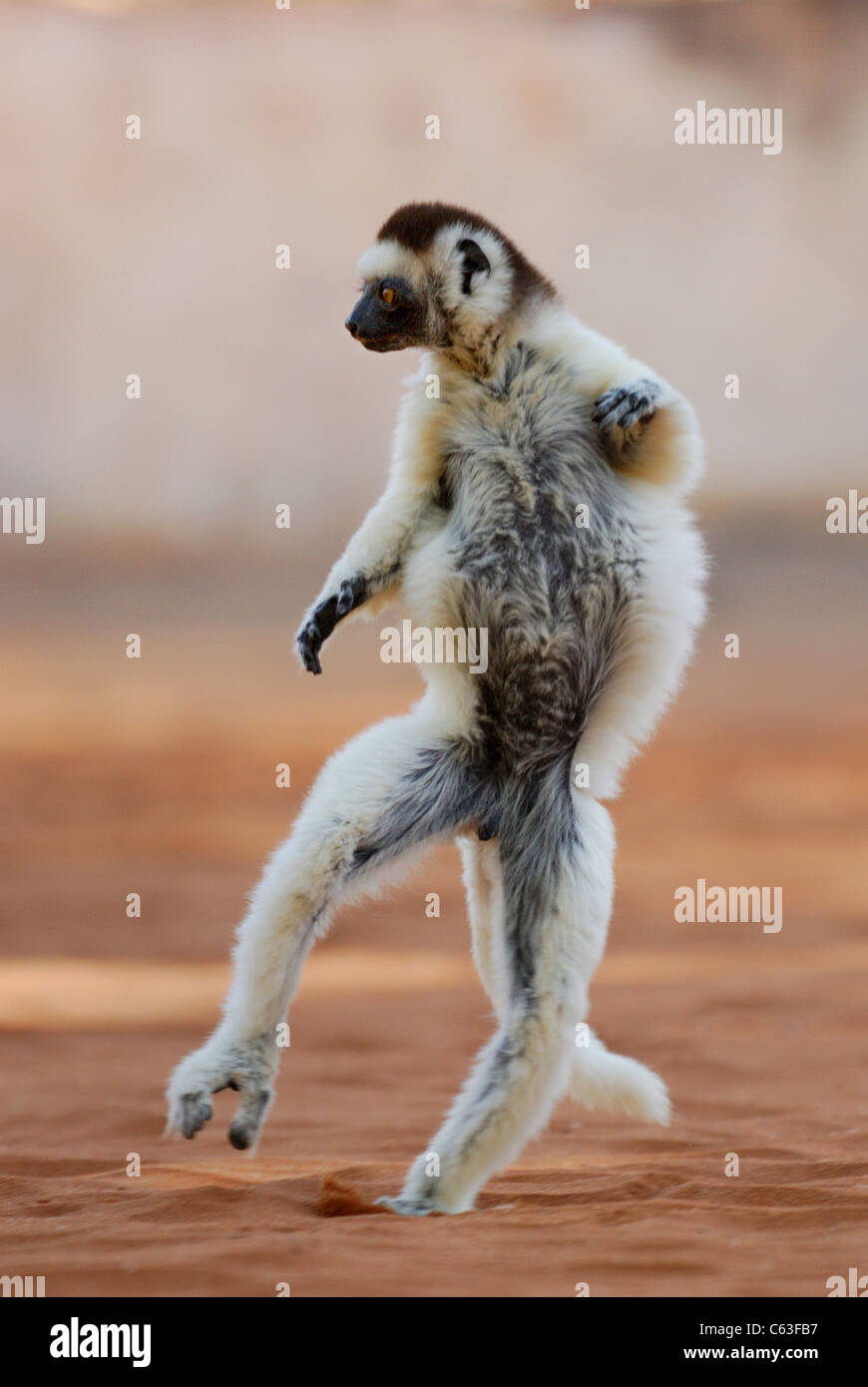 La Verreaux Sifaka (Propithecus verreauxi) Dancing in the Berenty Riserva Naturale, Madagascar meridionale Foto Stock