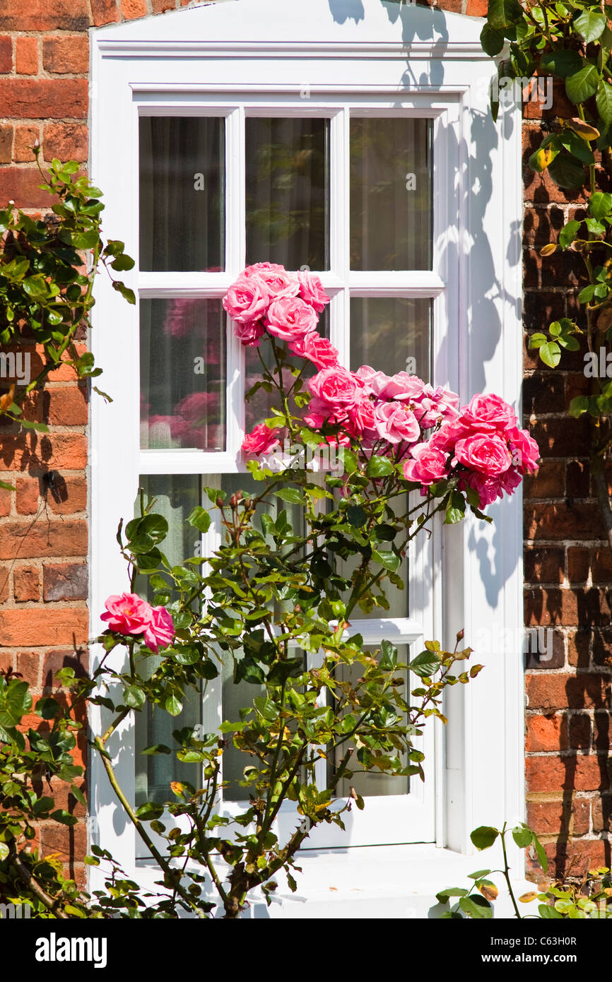 Rose bush al di fuori di finestra in Amersham old town high street Foto Stock