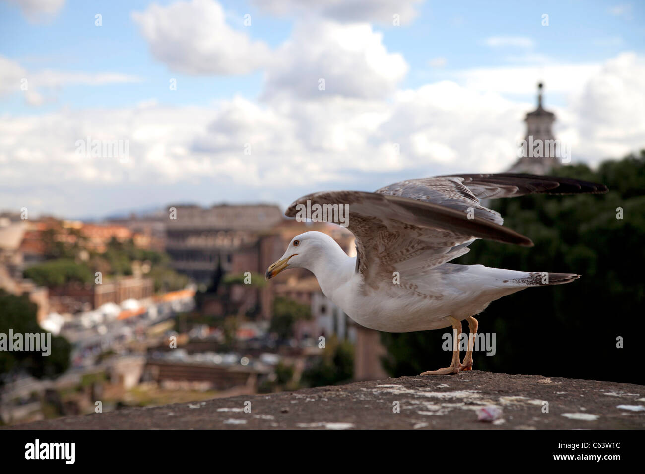 Seagull uscire verso l'antico Colosseo a Roma, Italia, Europa Foto Stock