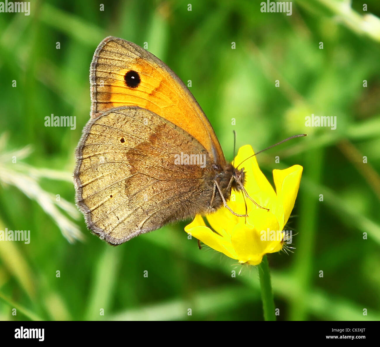 Un prato femmina marrone (Maniola jurtina) farfalla Foto Stock