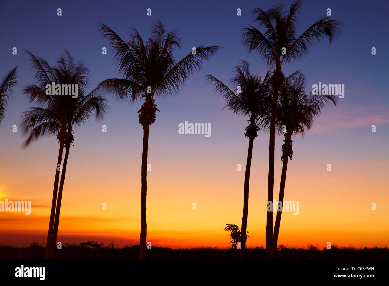 Alberi di palma e al tramonto, Mindil Beach, Darwin, Territorio del Nord, l'Australia Foto Stock