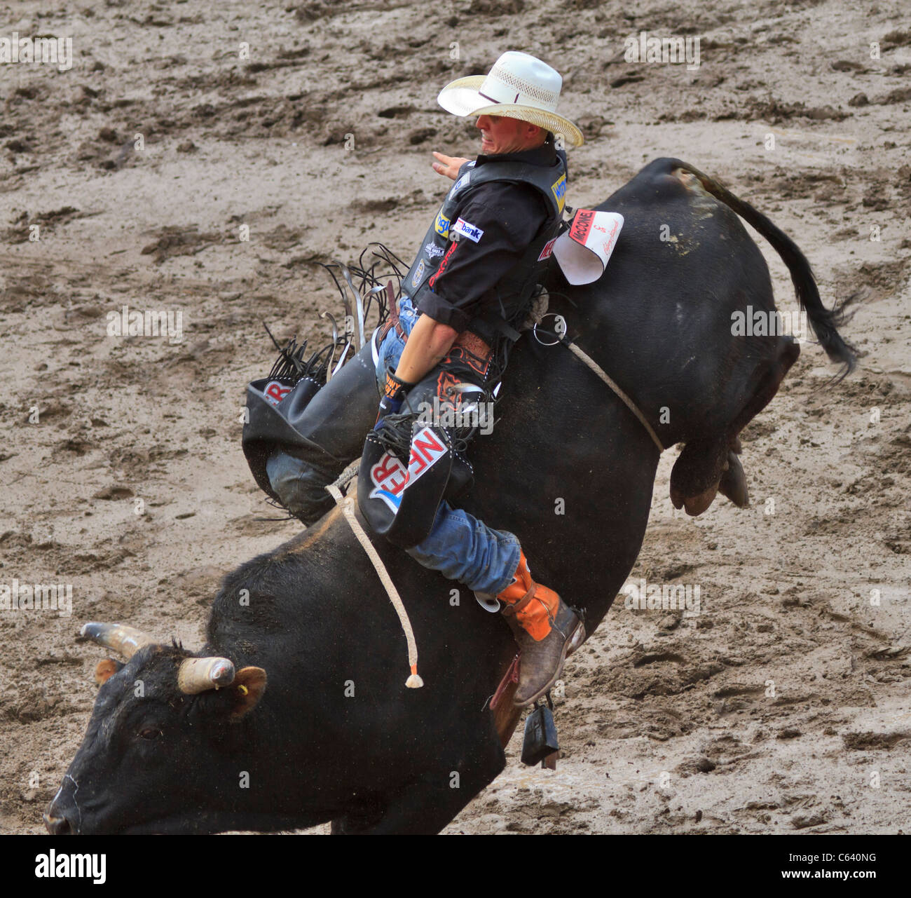 Toro di equitazione a Calgary Stampede, Alberta, Canada. Il concorrente deve rimanere sulla bolla per otto secondi. Foto Stock