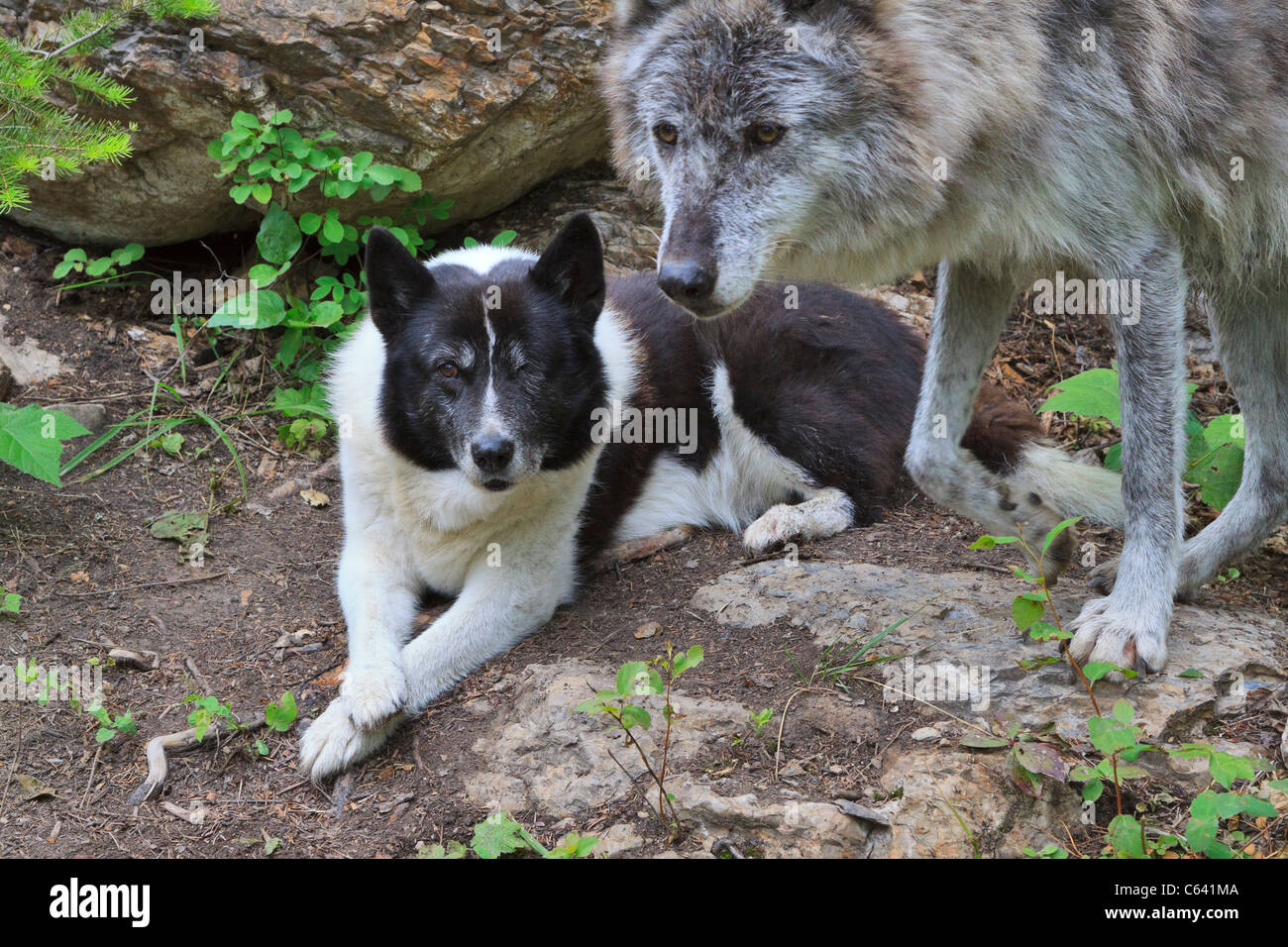 Lupo e cane. Un Karelian Bear Dog è compagno di un lupo addestrato. Foto Stock