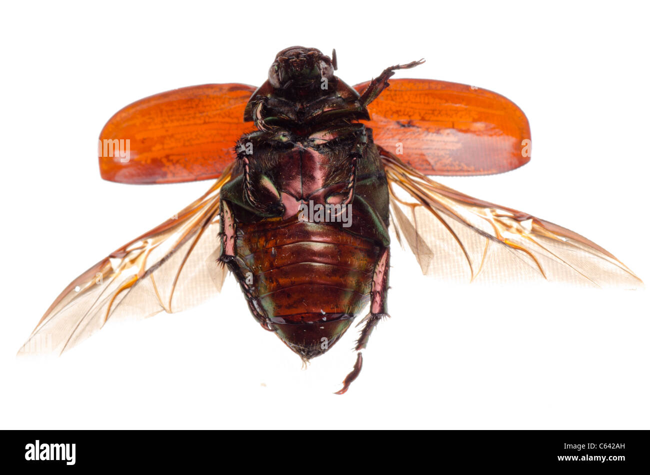 Insetti volanti scarabeo scarabeo isolato Foto Stock