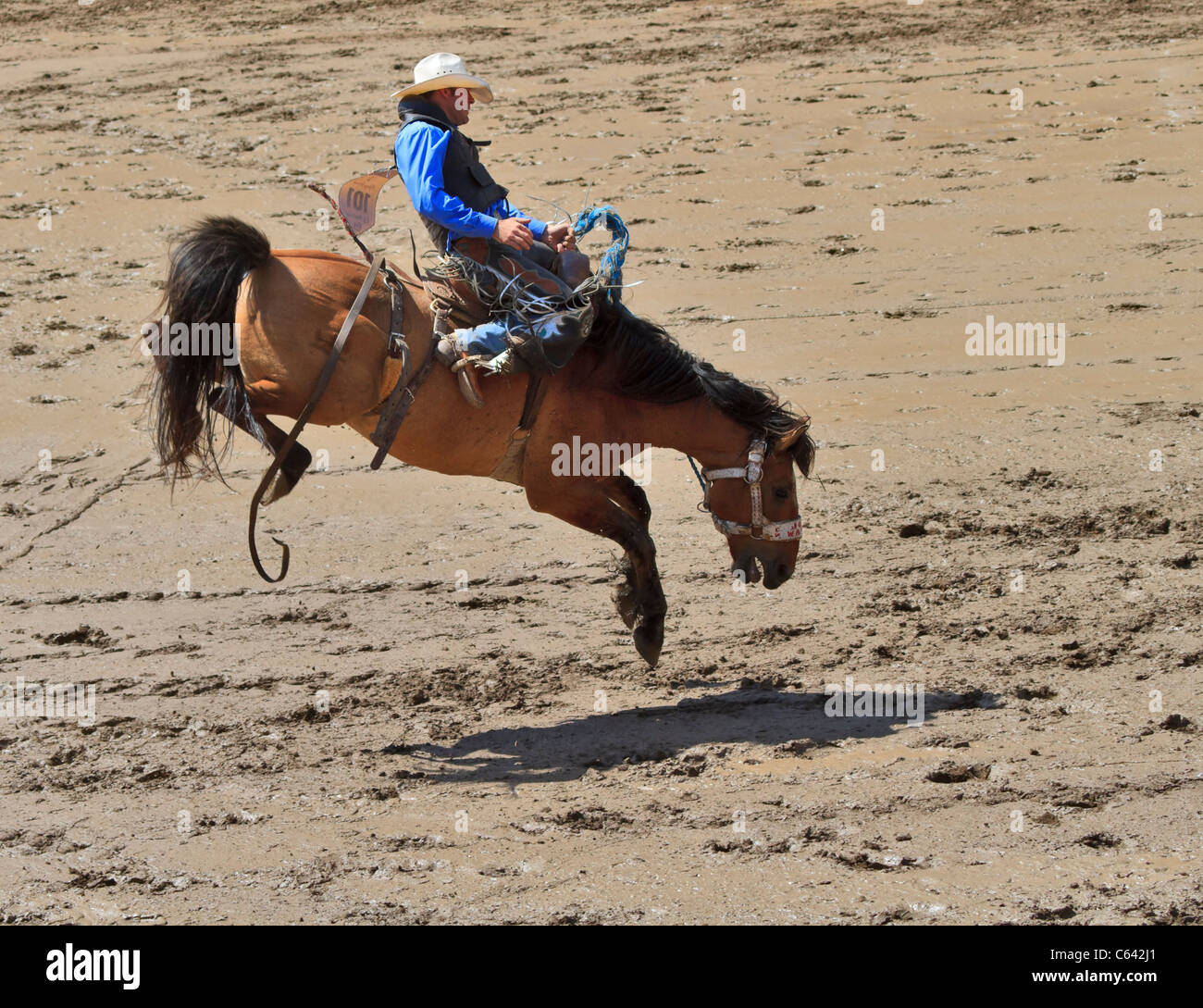 Saddle bronc riding evento a Calgary Stampede, Canada. Un cowboy compete in stock ruvida evento. Foto Stock