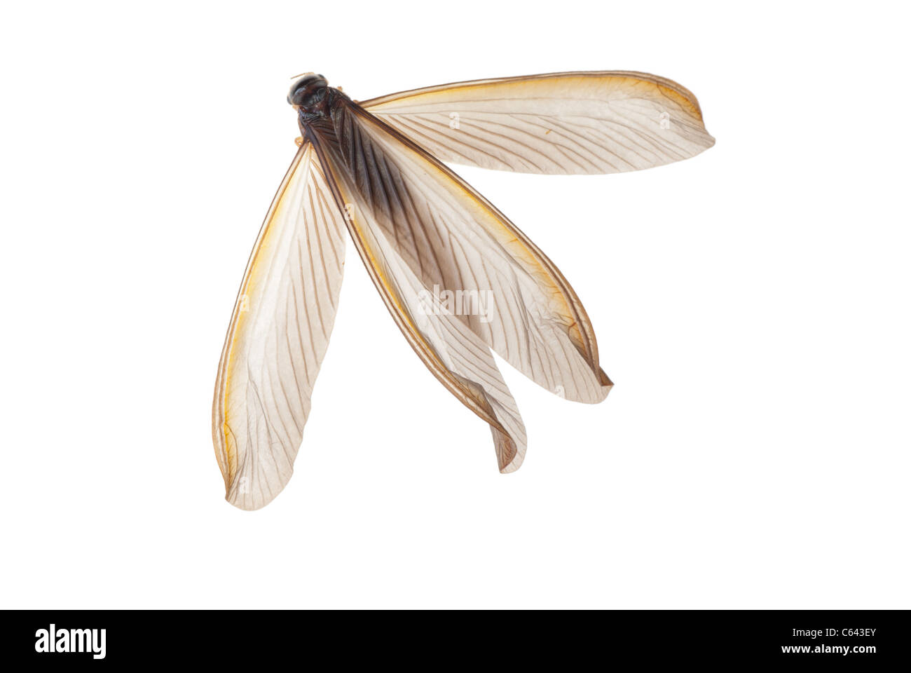 Termite insetto white ant Foto Stock Termite insetto white ant Foto Stock