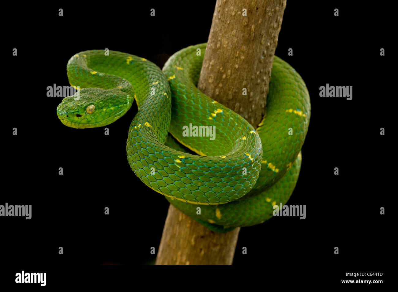 Side-striped Palm-pit viper (Bothriechis lateralis) - Costa Rica - Arborea - infame - Captive Foto Stock