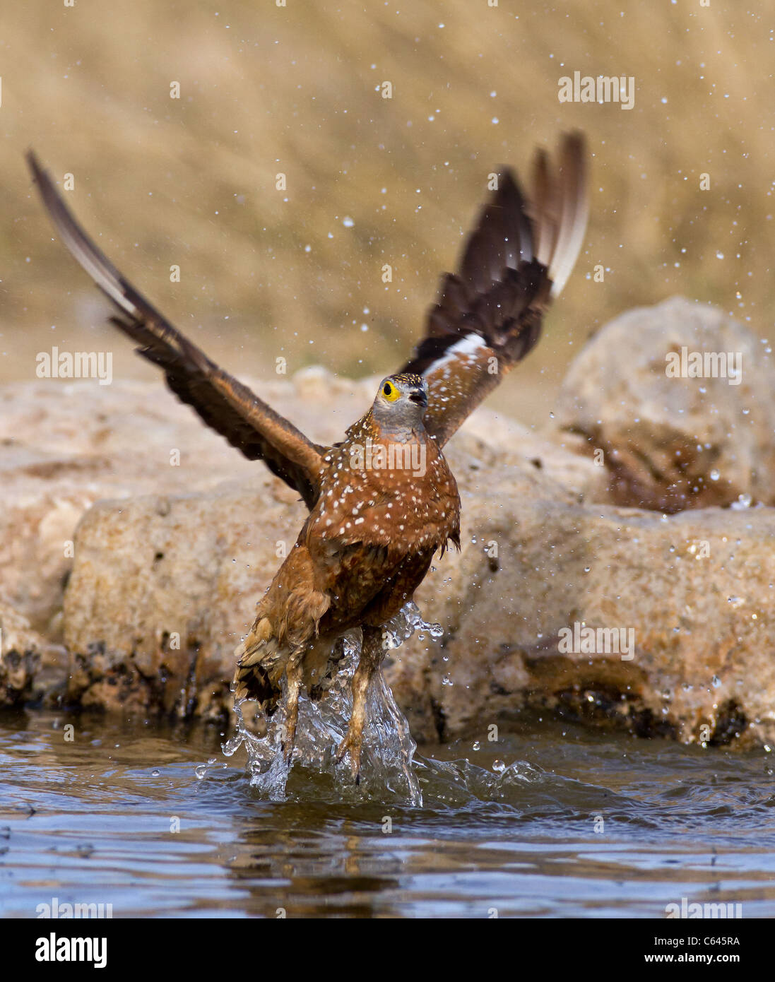 Gallo cedrone in volo nel Kalahari Foto Stock