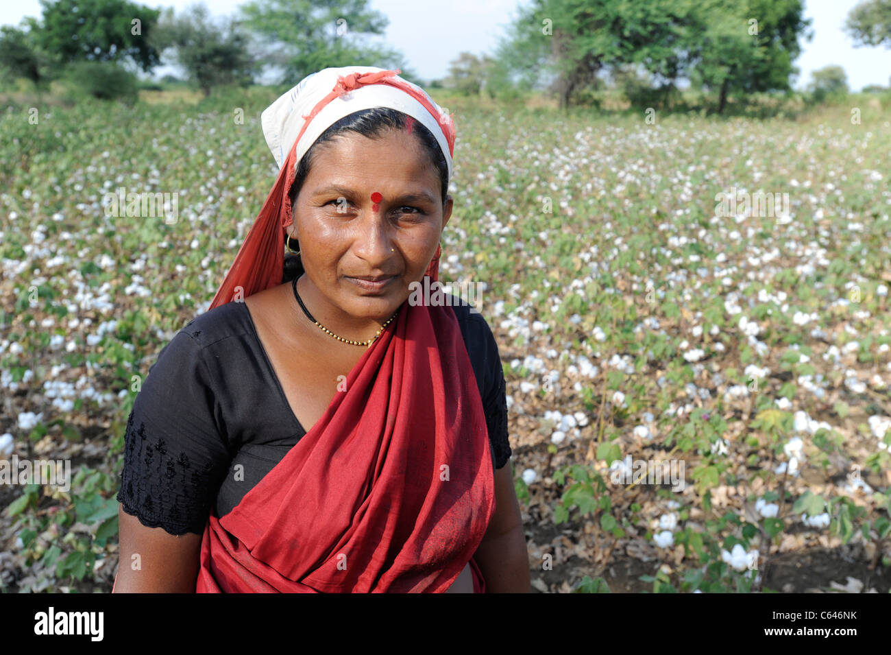India Maharashtra, coltivazione di cotone nella regione di Vidarbha , la maggior parte del raccolto è BT (Bacillus thuringiensis) cotone un raccolto di OGM Foto Stock